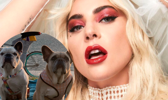 O BEM VENCEU! Cachorros de Lady Gaga são recuperados com saúde